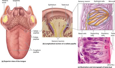 Taste bud microanatomy
