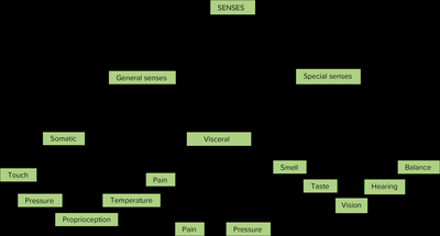 Diagram of general and special senses