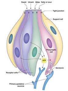 Taste bud cell structure