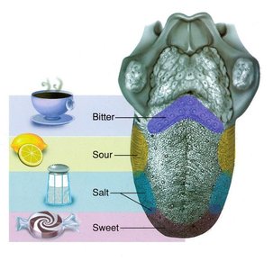 Distribution of primary taste sensations on the tongue