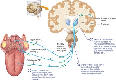 Gustatory pathway from tongue to brain