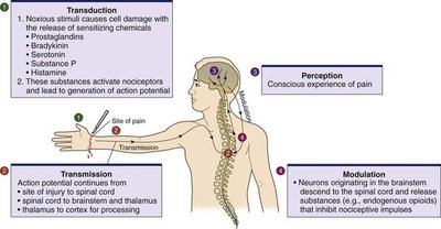 Pain transmission and perception pathway