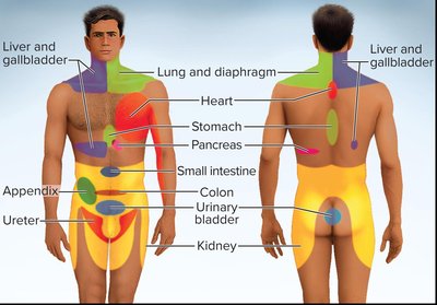 Common sites of referred pain