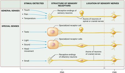 Comparison of general and special sensory receptors