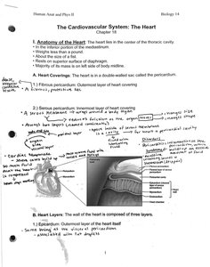 Heart coverings and pericardium diagram