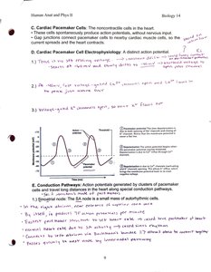 Pacemaker cell action potential graph