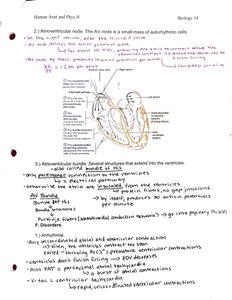 Cardiac conduction system diagram