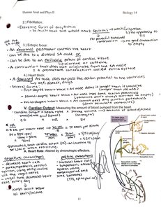Cardiac output and conduction pathway diagram