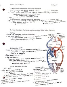 Heart wall layers and myocardium structure