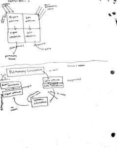 Heart chambers and blood flow diagram
