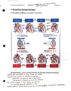Blood flow through the heart sequence