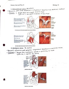 Heart valve structure and function