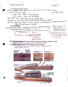 Cardiac muscle cell structure and intercalated discs