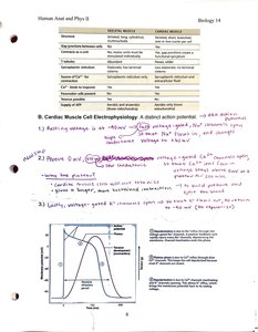 Cardiac muscle action potential graph