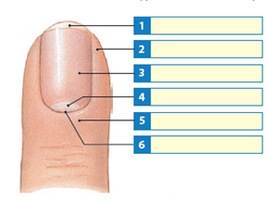 Labeled diagram of a fingernail