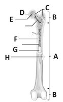 Labeled diagram of a long bone