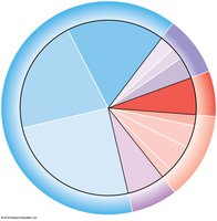 Distribution of blood in the cardiovascular system