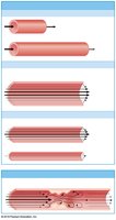 Factors affecting friction and vascular resistance