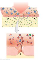 Capillary filtration