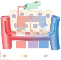 Forces acting across capillary walls
