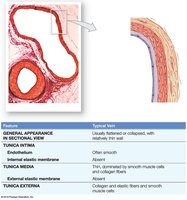 Comparison of a typical vein wall structure