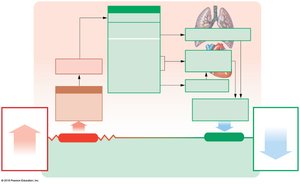 Chemoreceptor reflexes