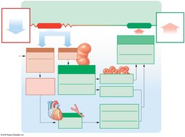 Cardiovascular responses to blood loss