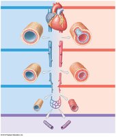 Histological structure of blood vessels