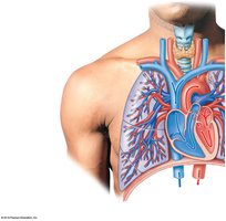 Pulmonary circuit: arteries and veins