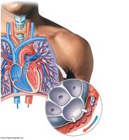 Pulmonary circuit: capillary exchange