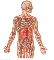 Major systemic arteries