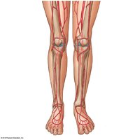 Major systemic arteries: lower limb