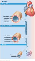 Vein structure: large, medium, venule