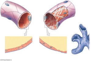 Capillary structure: continuous, fenestrated, sinusoid