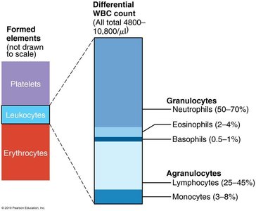 Formed elements and WBC differential count