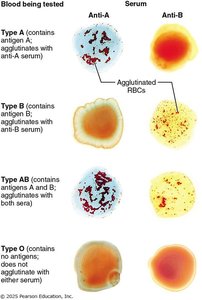 Blood typing and agglutination
