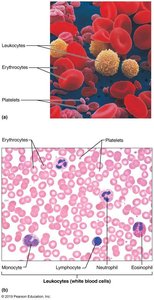 Blood cell types and microscopic view