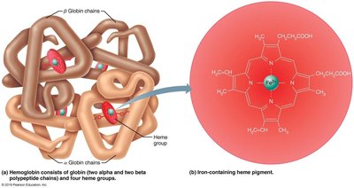 Hemoglobin structure and heme group