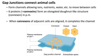 Diagram of gap junctions between animal cells