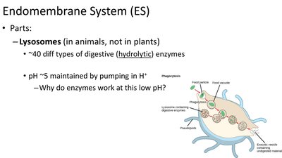 Diagram of lysosome digesting cellular material