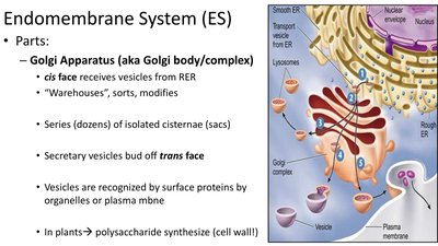 Diagram of the Golgi apparatus with labeled cis and trans faces