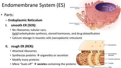 Diagram of smooth and rough endoplasmic reticulum