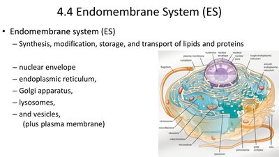 Diagram of the endomembrane system in a eukaryotic cell