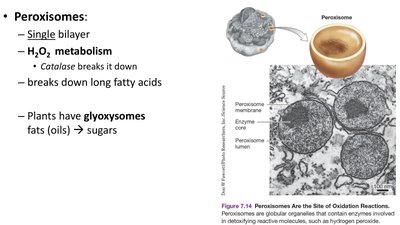 Diagram and micrograph of peroxisomes