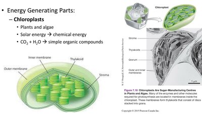 Diagram and micrograph of chloroplast structure