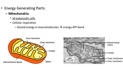 Diagram of ribosome translating mRNA into protein