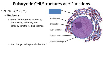 Diagram of the nucleus showing nuclear envelope and chromatin