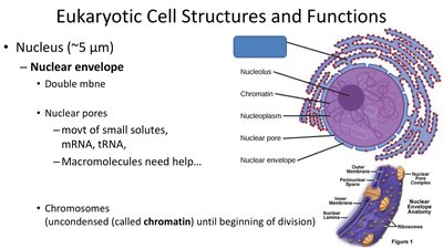 Diagram of eukaryotic plasma membrane structure