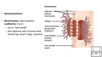 Diagram of desmosome structure between cells