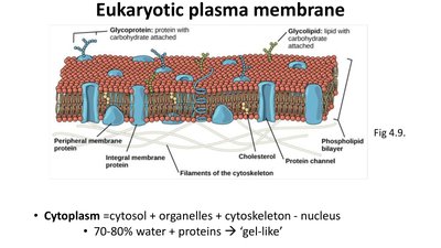 Diagram of a eukaryotic cell with labeled organelles